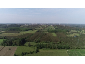 Çarşamba Ovası ‘Orman’ Oluyor