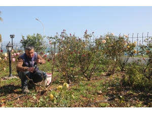 Erdemli’de Bahar Hazırlığı