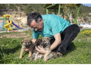Bereket’in Yavruları Büyüyor