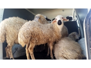 Çalınan Kuzular Polisin Takibi Sonrasında Bulundu