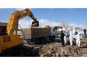 Depremde Telef Olan Hayvanlar Enkaz Altından Çıkarıldı