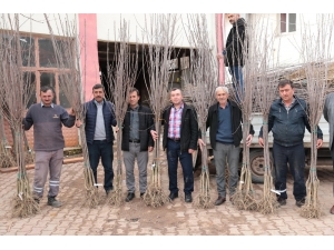 Akhisar’da Artık Kiraz Da Yetişecek