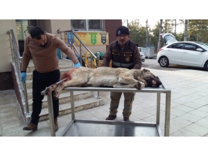 Yaralı Köpek Sağlığına Kavuştu