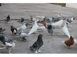 Söke’de Güvercin Hırsızı Jandarmadan Kaçamadı