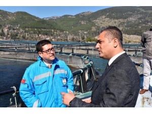 Muğla’nın Alabalık Üretimi 21 Bin Tona Çıktı