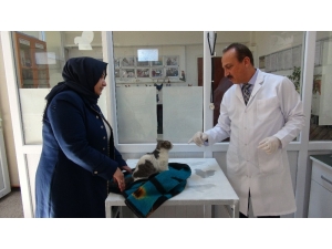 Yaralı Kediye Şefkat Eli