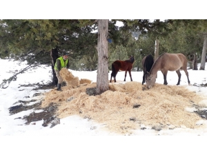 Büyükşehir Ekipleri, Yılkı Atlarına Yem Bıraktı