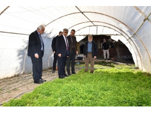 Vali Gürel’den Örtü Altı Üreticilerine Ziyaret