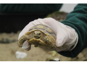 Sosyal Medyadan Satılmaya Çalışılırken Ele Geçirilen Kaplumbağalar Yeni Yuvasında Sağlığına Kavuştu