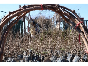Şanlıurfa’da Fidan Dikimine Başlandı