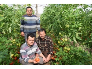 Domateste Kota Artırımı Haberi Kumlucalı Üreticileri Sevindirdi