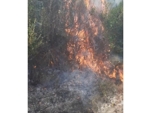 Samandağ’da Zeytinlikte Yangın