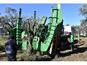 Gemlik Belediyesi’nin Ağaç Hassasiyeti