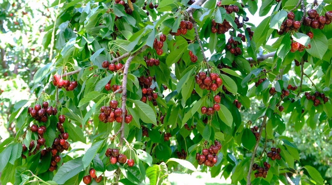 erzincan-da-yazin-habercisi-kiraz-tezgahlara-iniyor