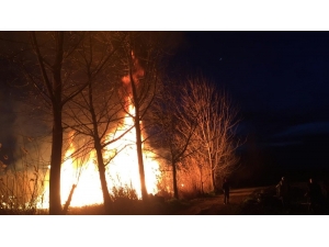 İznik Sahilinde 10 Dönüm Sazlık Alan Alev Alev Yandı