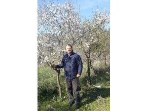 İzmir’de Badem Ağacı Çiçek Açtı