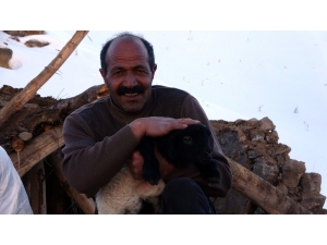 Enkazdan 4 Gün Sonra Canlı Çıkarılan Kuzuya Sevgi Öpücüğü