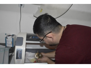 Yürüyemez Haldeki Kedi Tedevi Edildi