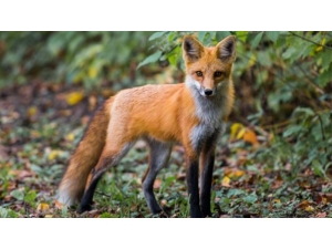 Tilkilere Havadan Köfteli Kuduz Aşısı