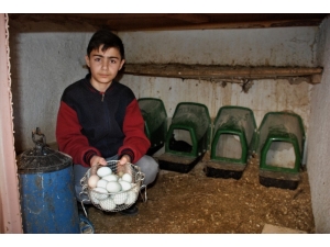 Okuldaki ’Yeşil Yumurtalar’, Devamsızlığı Azalttı