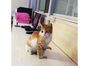 Adliyenin Maskotu Sevimli Kedi Cezaevine Gönderildi