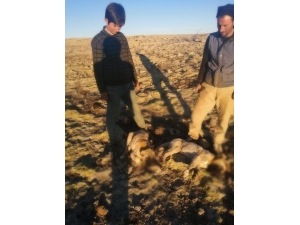 Yavru Köpekler Tüfekle Öldürüldü