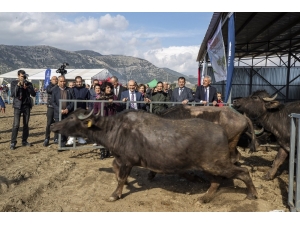 İzmir’de Manda Yetiştiriciliğine Destek