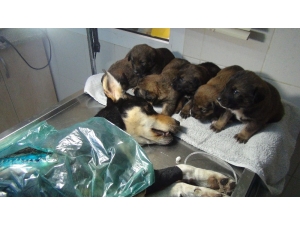 Viçdansızların Vurduğu Sokak Köpeği Sağlığına Kavuştu Yeni Sahiplerini Bekliyor