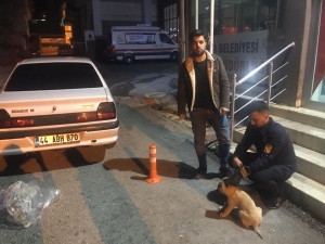 Duyarlı Vatandaş Yaralı Köpeği Belediyeye Teslim Etti