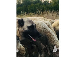 10 Bin Liralık Kangalı Çaldılar, Bulana Kuzu Hediye Edecek