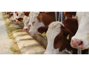 Samsun’da 28 Hayvan Yetiştiricisine Hibe Desteği