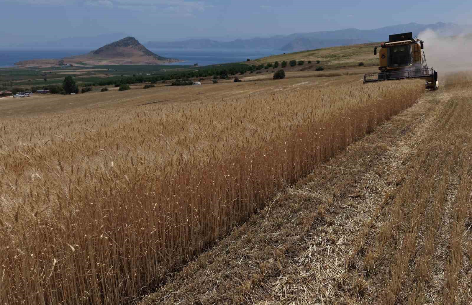 bitlis-te-altin-basaklar-biciliyor