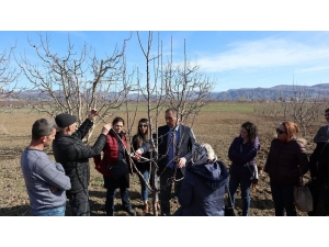 Tarım Danışmanlarına Budama Eğitimi