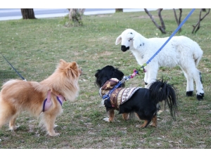 Kestiği Koyunun Karnında Yavru Kuzuyu Gören Kasaptan Örnek Davranış