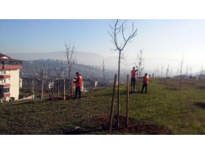 Hükümlüler Fidan Dikerek Doğaya Katkı Sağlıyor