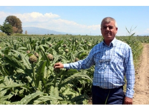 Karaciğer Dostu Enginarı Don Vurdu