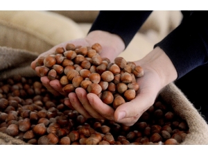 Tmo’nun Piyasaya Fındık Satmasına Günler Kala Fındık Fiyatları Düşmeye Devam Ediyor