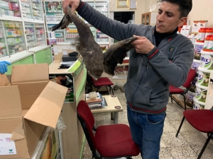 Birecik’te Yaralı Şahin Tedavi Altına Alındı