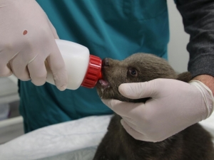 Ormanda Bulunan Yavru Ayı Ormanya’da Keçi Sütüyle Besleniyor