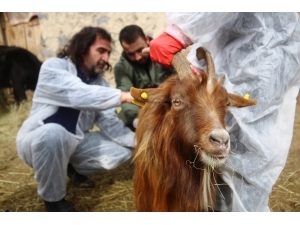 Veteriner Hekimler, Yaralı Hayvanlar İçin Seferber Oldu