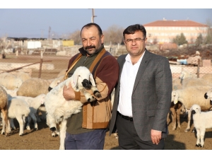 Damızlık Koyun Keçi Yetiştiricileri Birliği Başkanı Aktürk: “Ata Sporumuz Güreş, Ata Mesleğimiz Koyunculuk”