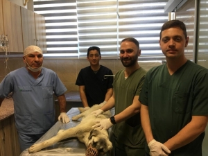 Gültekin Atalan: “Sahipsiz Hayvanlara Çarpanlar Kaçtıkları İçin Hayvanlar Olay Yerinde Günlerce Aç Kalıyor”