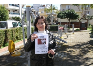 Kedisini Bulana 1000 Lira Ödül Verecek