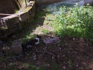 Su Kuyusuna Düşen Kediyi İtfaiye Kurtardı