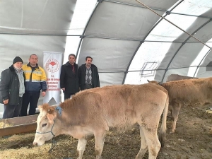 Malatya’da, 93 Çiftçiye 552 Baş Damızlık Düve Alımı Desteklemesi