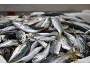 Karadeniz’de Balık Piyasasında Durgunluk