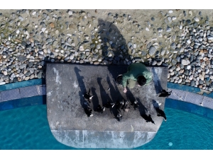 Penguenler Yumurtlamaya Başladı