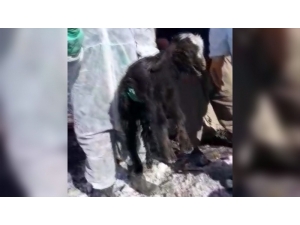 Günler Sonra Enkazdan Canlı Oğlak Çıkarıldı