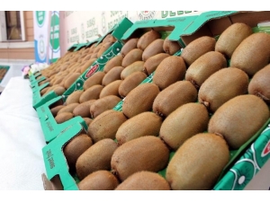 Kiviye Korona Virüsü Darbesi