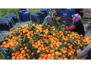 Narenciyeyi Soğuk Değil Dedikodusu Vurdu